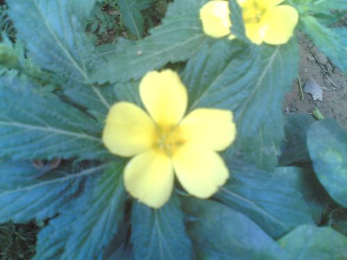 beauty of nature - this beautiful flower is one of my favorite ones!!!!!!!!!!! i like them in my garden.......
