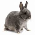 Do Rabbits Get Eczema - Pet Rabbits Husbandry