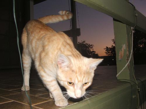 My Cat Ginge - This is my cat Ginge, very friendly - even though he&#039;s not desexed, loving, gentle & great with my 10 month old daughter!
He really is a GREAT pet :)