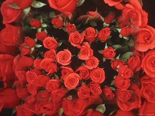 Red Flower - Flowers are a great way to express your feelings to anyone. They are the best method to convey your love and affection. So keep giving flowers to your loved ones.