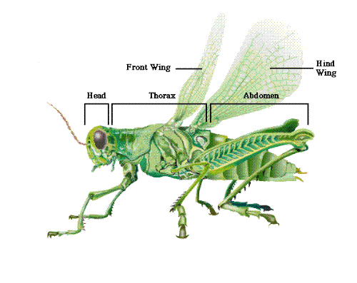 GrashHopper---See It - Grash Hopper-------Must See