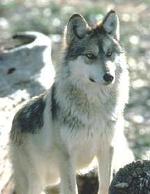 A wolf is a beauty Animal but a pest to domestic a - A wolf can be a real danger to goats and sheep, but they are a necessary part of the ecology