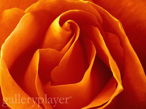 lovely flower - lovely orange flower