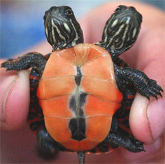 2 headed turtle - this is a two headed turtle a rare specticle