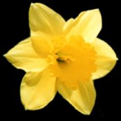 Daffodil - My favorite flower of all time!