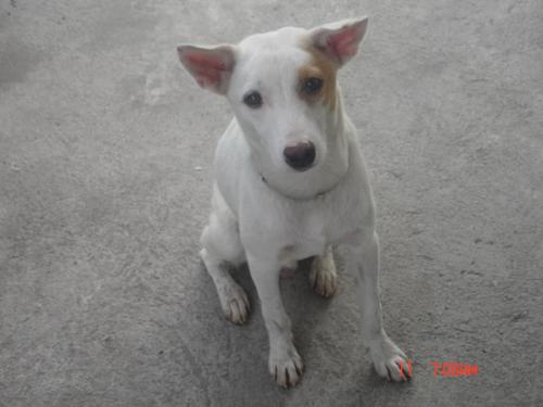 mulagat - my pet, looking dumb