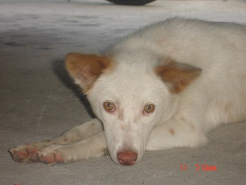tisay - tisay, my intelligent dog. she likes to listen to music on my mp3 player