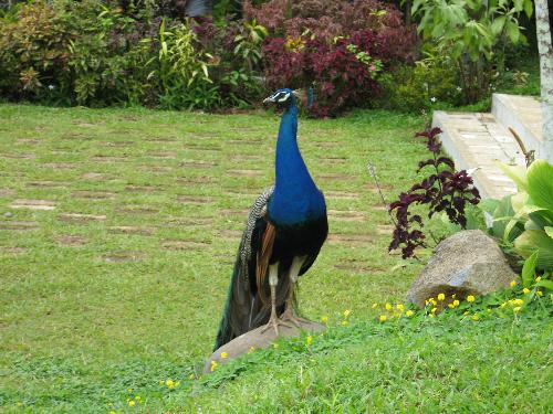 Peacock at Eden Park, Davao, Philippines - Very interesting photo with vivid green and blue colors.