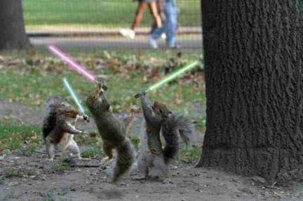 jedi squirrels - fight!!!fight!!!fight