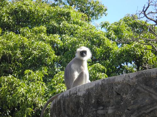 The Monkeyat the Top Seeing Observing Man - This is a photo expressing that the places we have occupied has still avenues for few animals like monkey. Here the monkey is really observing the man who are seeing the monkey!