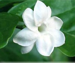 Jasmine flower. - I love jasmine flower and can't think of life without them. They are most wonderful flowers to have.