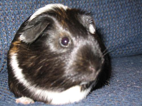 Izzy the Pig - Here is a picture of one of my guinea pigs. Her name is Isabelle but we call her Izzy! She is a year old and very sweet.