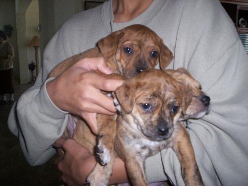 Puppies - First litter.
