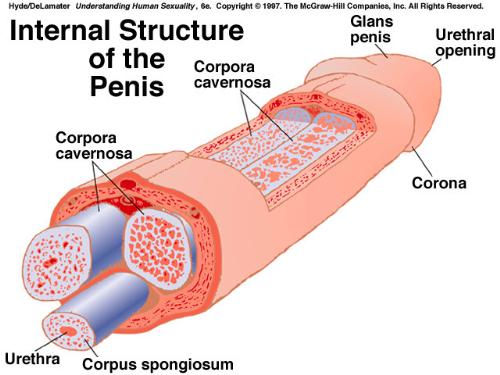 pennis 1 - pennis