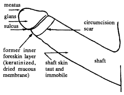 pennis 4