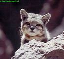 Andean Cat - Andean Cat in the wild