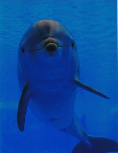 Here's Looking at you - This dolphin was just content to stay there watching our moves, It wasa trial and error I could get this without the flash bouncing off the glass window, he was in a huge marine lake at a dolphin park out in Tenerife but they had an underground observation area, this is where I took this. Dawn and I thought he was laughing at us lol Just cant resist Dolphins what so ever! They are amazing