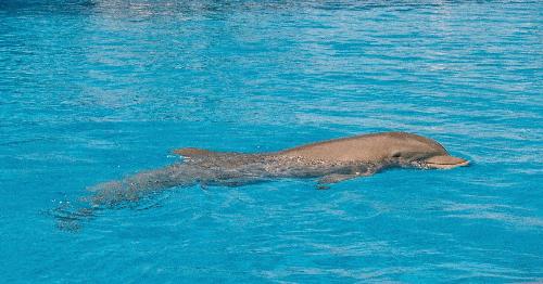 Being Inquisitive - A Dolphin swimming towards the boat in Southern Tenerife, The boat had stopped for a while for us all to enjoy the views or get off into the sea to have a swim! What a wonderful experience, something I will never forget   Lynn-Marie