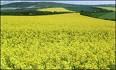 Oilseed Rape Fields - A field of yellow oilseed rape crop