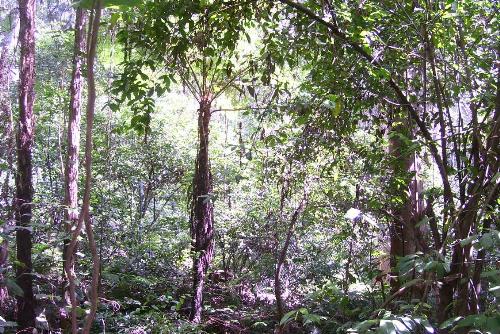 nature - this picture taken at blackbutt reserve in newcastle while on holiday