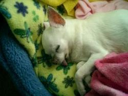 My Little Sleeping Beauty - This is my little chihuahua, her name is Cindy and she is sixteen year's old now.