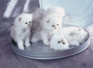 kittens - Four kittens that plays with each other. I love this picture. I love kittens. They are smart pets. Very sweet and cuddly.