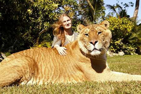 Liger - This is a cross breed between a lion and a tiger