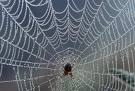 spider in its web - spider