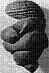 artifact of Willendorf - the torso artifact of the Venus of Willendorf