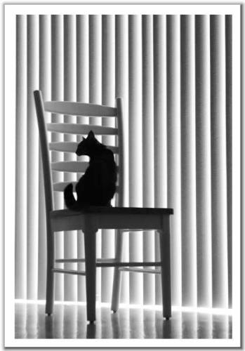 My love pictures - A lonely cat,just like me!
