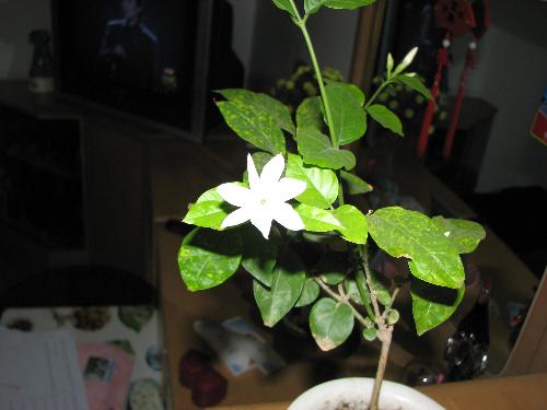 It is alone - This flower id alone,I want it have a partner on the tree,but never!