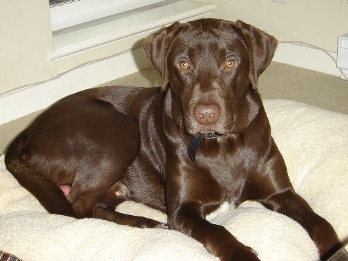 My chocolate labrador Milo - Say hello to Milo, my chocolate labrador puppy... well he's not a puppy anymore but he's still my baby.