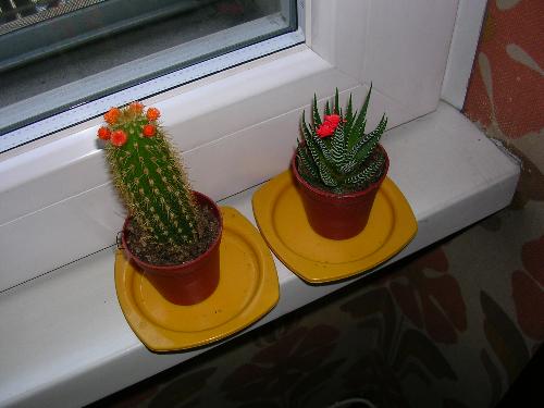 Cactus - My two cactus