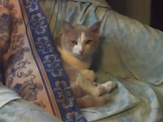 my baby - this is my baby  taking over the house  as he usually did