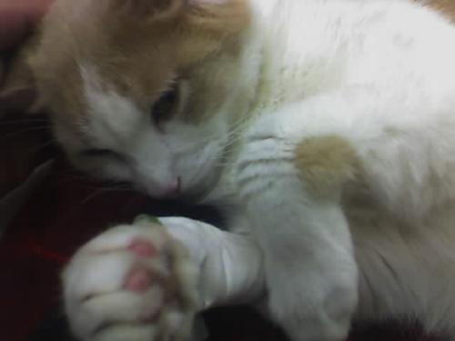 Baby's late day - this was when I had to put him to sleep  if you look close you can see the iv in his little paw  he was in alot of pain and had lost feeling in his legs  I miss my baby Erique