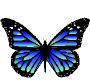 vaneza: butterflies - vaneza means butterfly