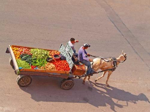 Vegetables for sale... anyone? - Mule pushing a vegetables for sale... Passing in front of my kitchen window...