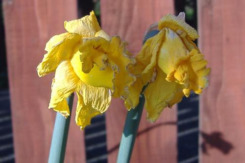 I love mid-spring, but isn't it sad when the dafod - I love mid-spring, but isn't it sad when the dafodils start to die? I love mid-spring, but isn't it sad when the dafod - I love mid-spring, but isn't it sad when the dafodils start to die?
