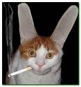 Smoking Cat - A cat Smoking!