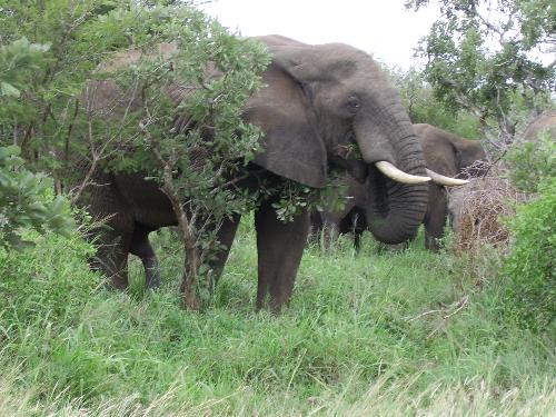 Elephant close range - Elephant close range in the Kruger National Game Reserve