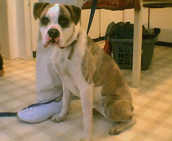 Baby Girl - My Puppy