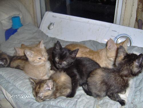 My latest batch of kittens - My kittens laying on a blanket on top of the washer.