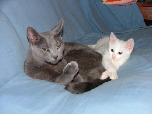 Russian Blue and Russian White - My babies, Russian Blue and Russian White.