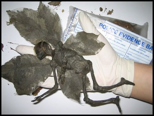 tinkerbell - Believe it or not, this is a real dead pixie! Poor Tinkerbell