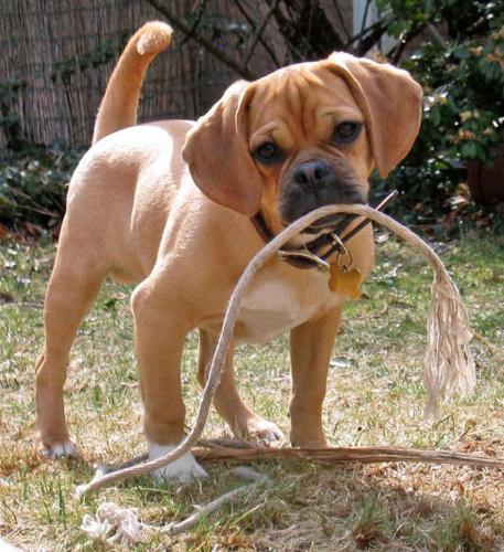 dog - cute puppy I like