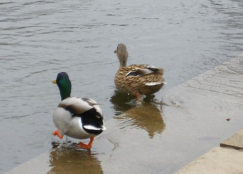 let's go swimming - These two ducks remind me of myself and my husband. 'Birds of a feather, flock together.' This photo is a great representation of how simple and peaceful life can be. They are two of the ducks at the park that I feed.