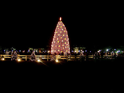 White House Christmas tree - I did not get to see the White House but got this great shot of the White House Christmas tree.