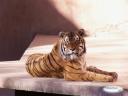 What is your favorite wild life animal? - I like tigers and lions they look so good. I always wanted one as a pet until I learned that they require quite a bit of food in which I know I could never afford so I choose to collect pictures of them and stuffed animals, too. I like Siberian Tigers the most they are my favorite. Do you have a favorite wild life animal? Do you or would u like to own one someday?