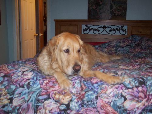 Travis - our golden retriever
