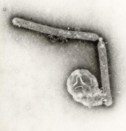 Bird Flu Virus - Image obtained from Google images.